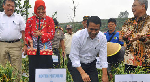 Pola Kemitraan, Kiat Kementan Lindungi Petani Cabai Saat Panen Raya